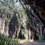 Ufatteligt store "kaktusser" på Sopa Resort, Naivasha