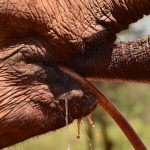 Elefant drikker fra vandslangen, Sheldricks, Nairobi
