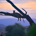 Leopard i solnedgangen, Samburu