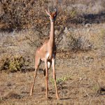 Gerenuk, Samburu