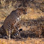 Gepard, Samburu