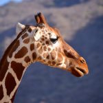 Giraf, Samburu