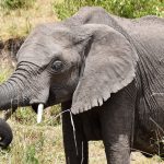 Elefant, Masai Mara