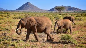 Elefanter i smukt Samburu landskab