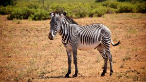 Grevy zebra i Samburu