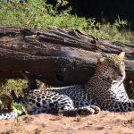 Leopard, Samburu