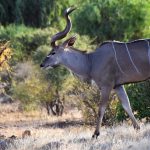 Kudu, Samburu