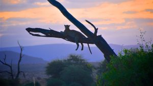 Leopard i solnedgangen, Samburu
