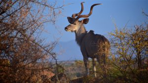 Kudu, Samburu