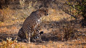 Gepard, Samburu