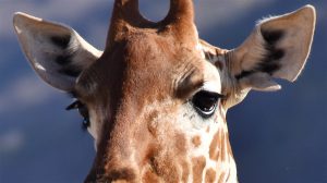 Giraf - nærbillede, Samburu