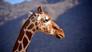 Giraf, Samburu