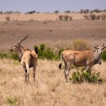 Eland, Masai Mara