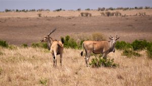 Eland, Masai Mara