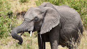 Elefant, Masai Mara